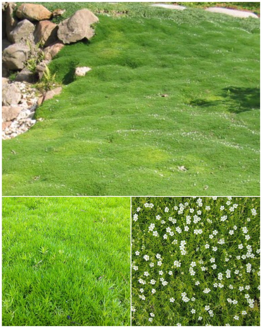 Мшанка шиловидная лайм Мосс