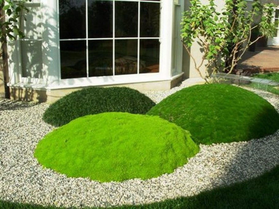 Мшанка шиловидная 'Green Moss'