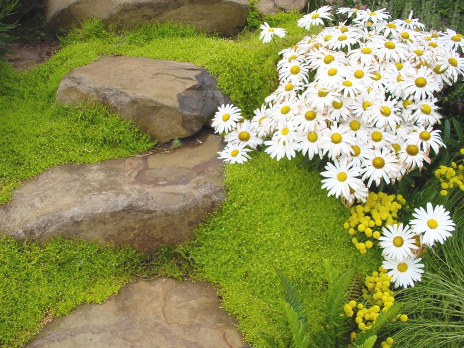 Сагина шиловидная Мшанка