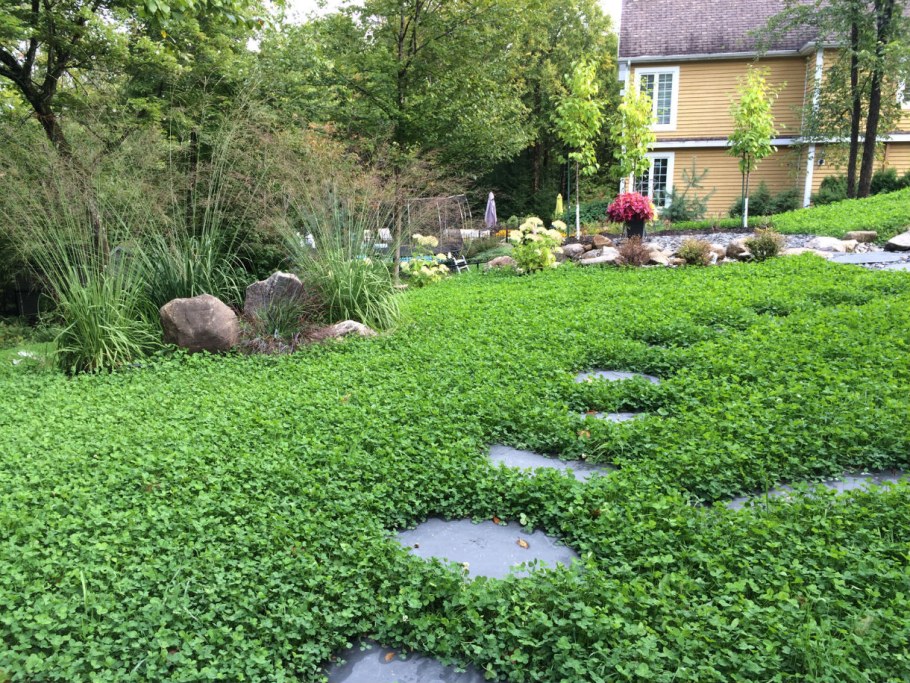 Мшанка шиловидная 'Green Moss'