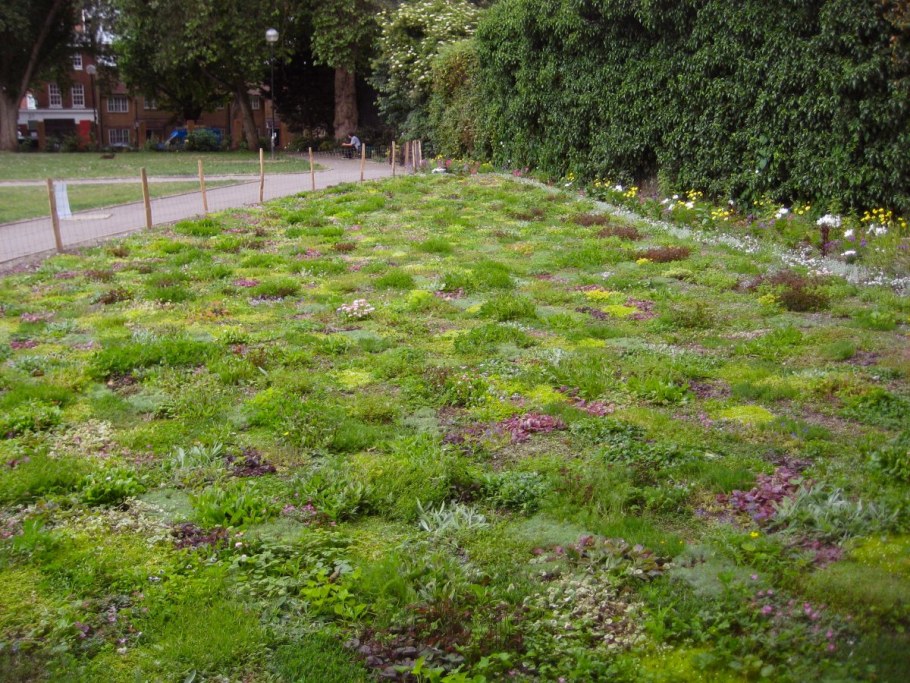 Мшанка шиловидная или белый Клевер