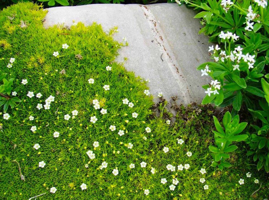 Мшанка ирландский мох