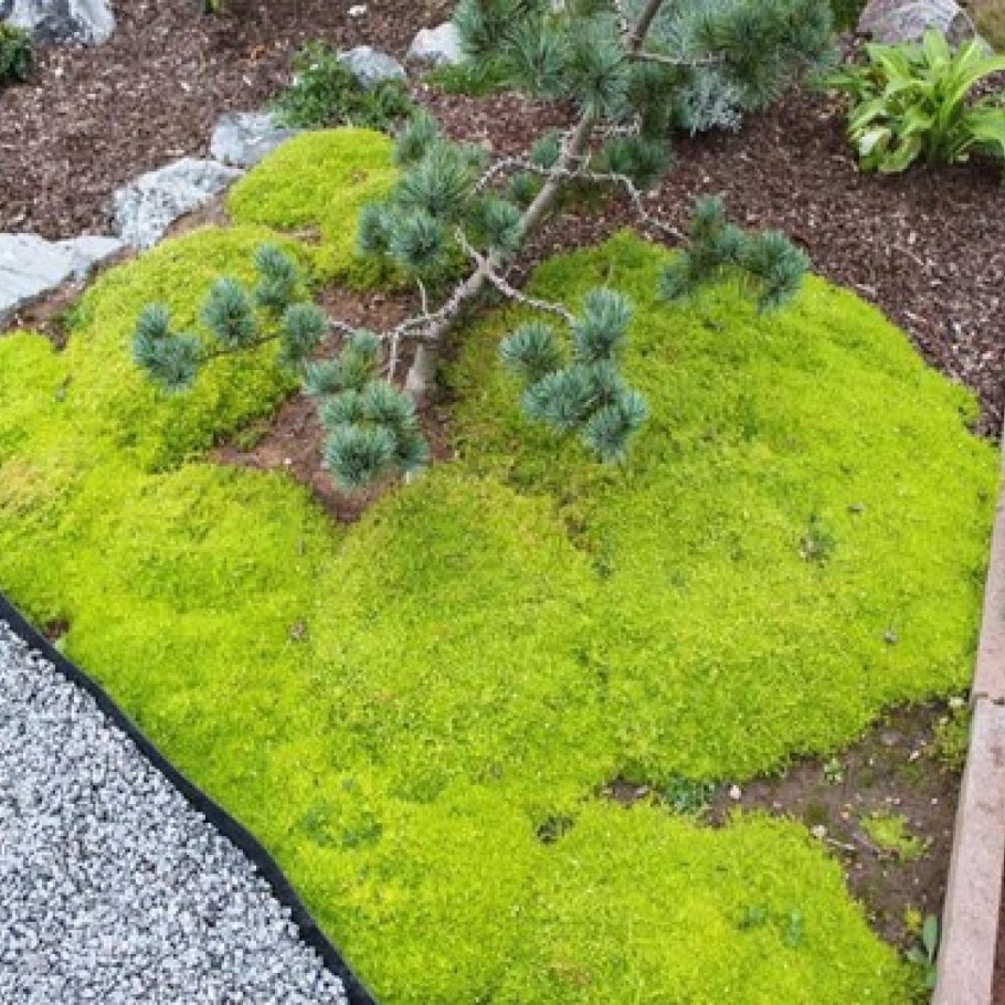 Сагина(Мшанка) Moss Lime