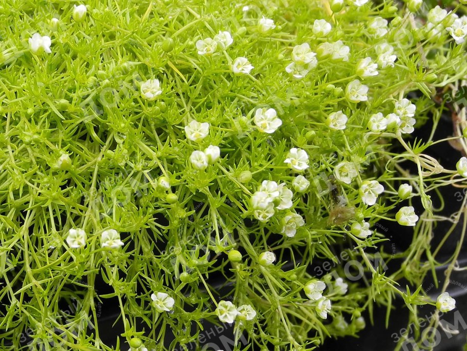 Мшанка шиловидная sagina subulata