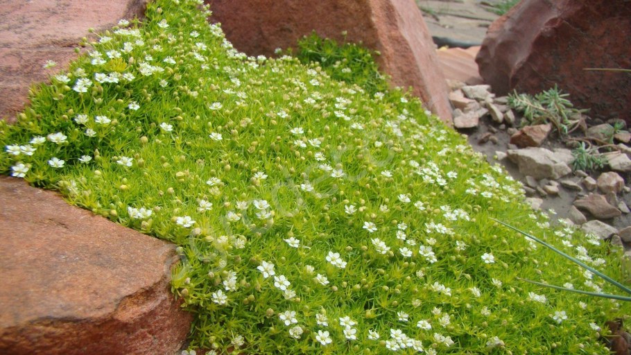 Мшанка шиловидная sagina subulata