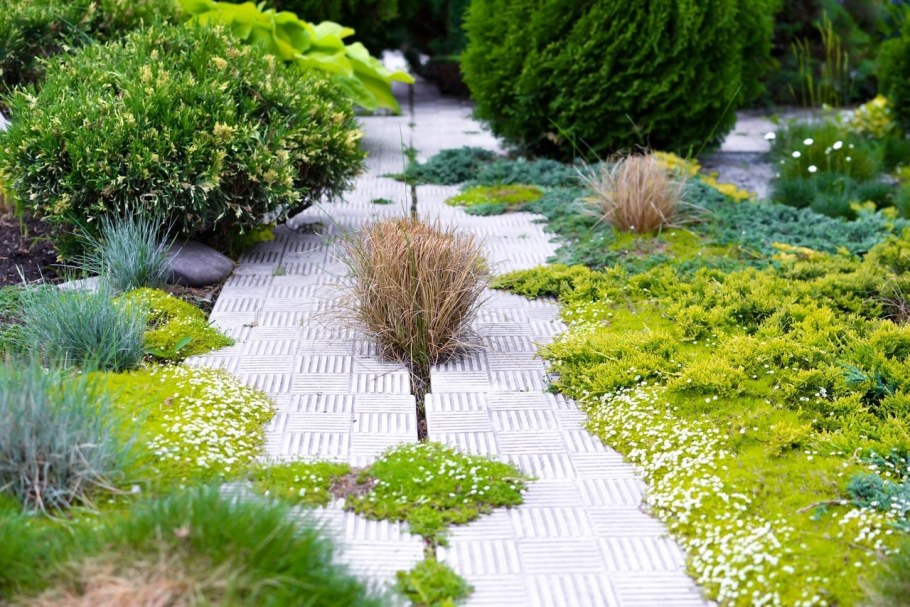 Мшанка в ландшафтном дизайне фото