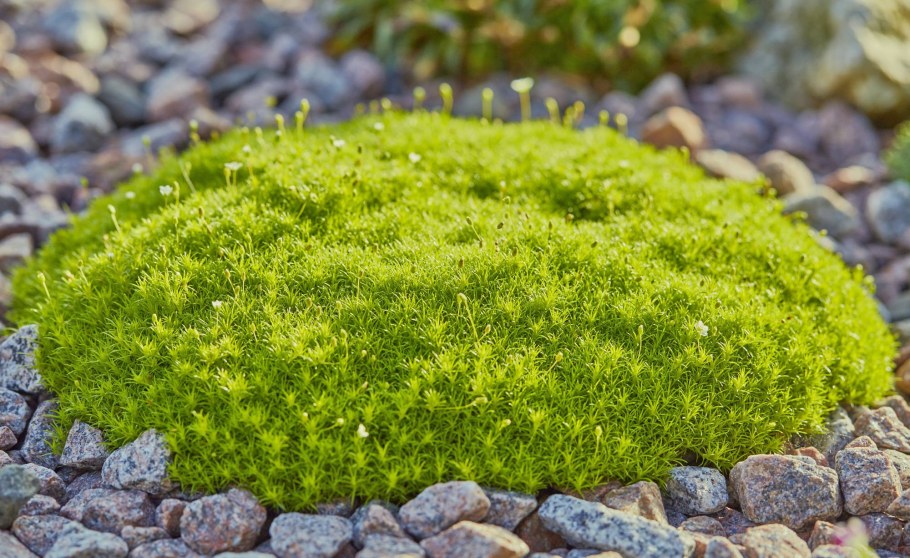 Мшанка шиловидная sagina subulata