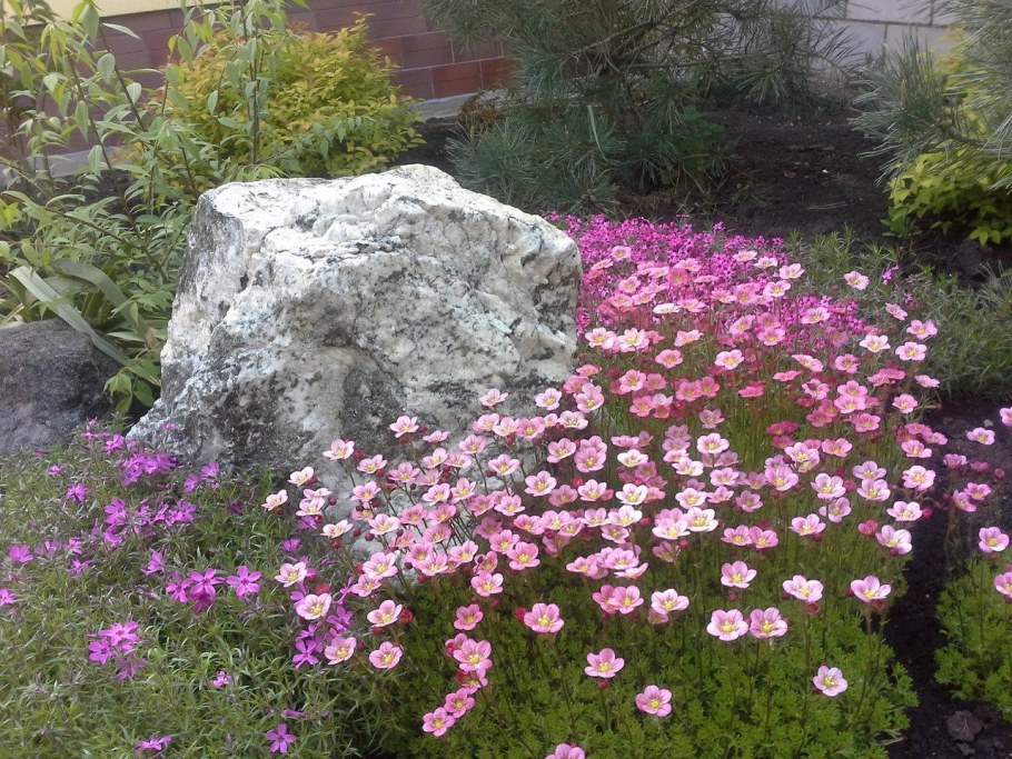 Камнеломка Арендса Флорал карпет