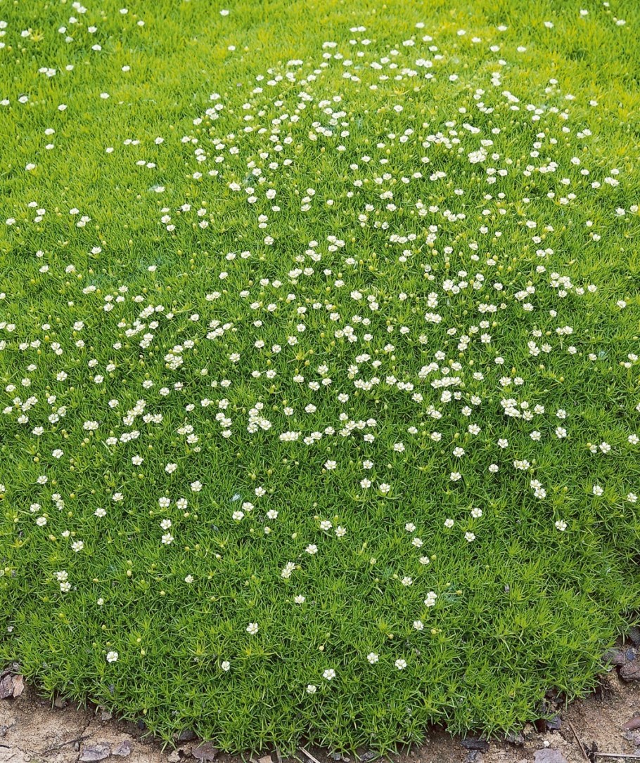 Мшанка ирландский мох