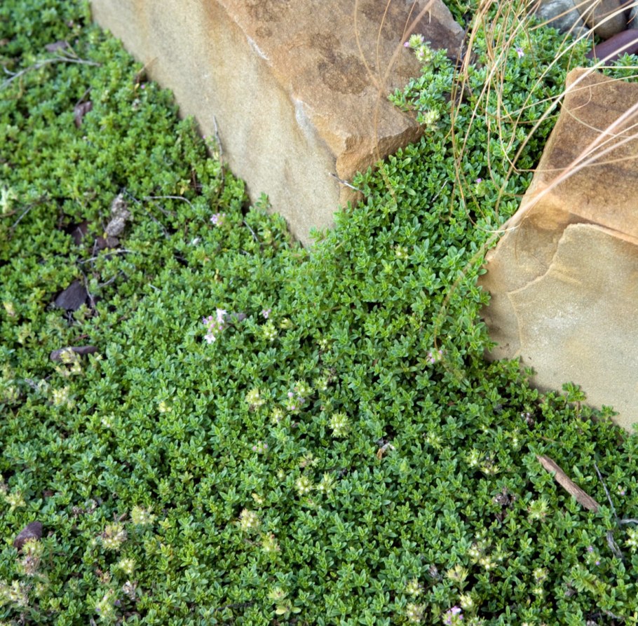 Мшанка шиловидная Ауреа