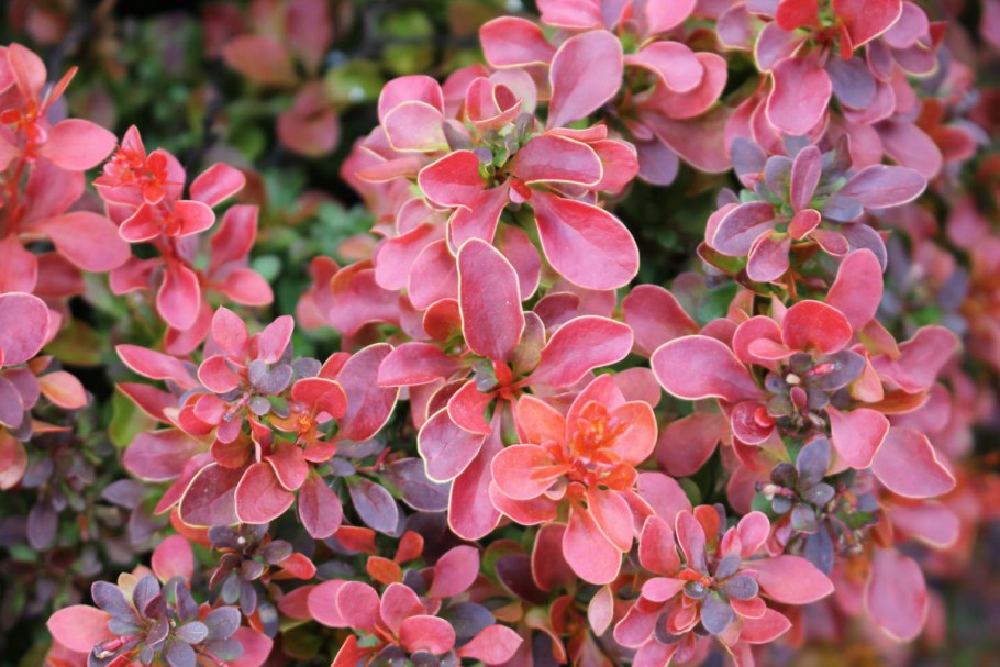 Барбарис Тунберга Адмирейшн