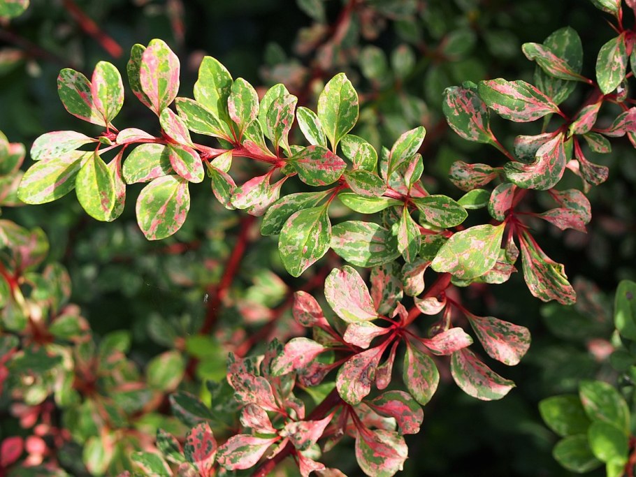 Berberis thunbergii Natasza