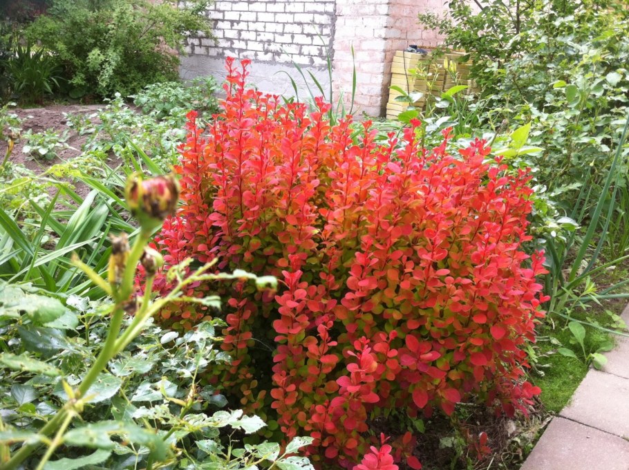 Барбарис Тунберга (Berberis thunbergii &#96;Orange Rocket&#96;)