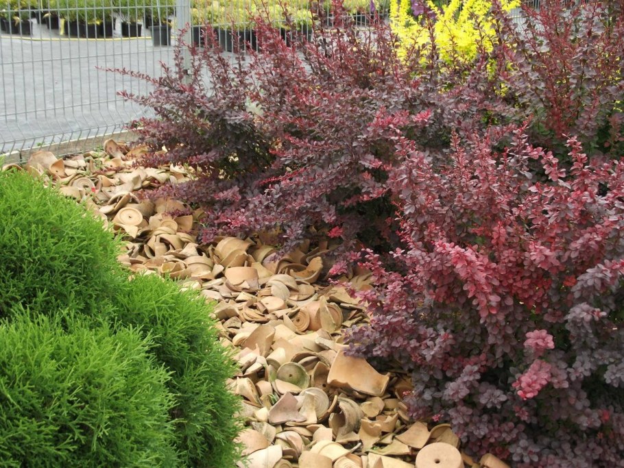 Барбарис Тунберга в ландшафте