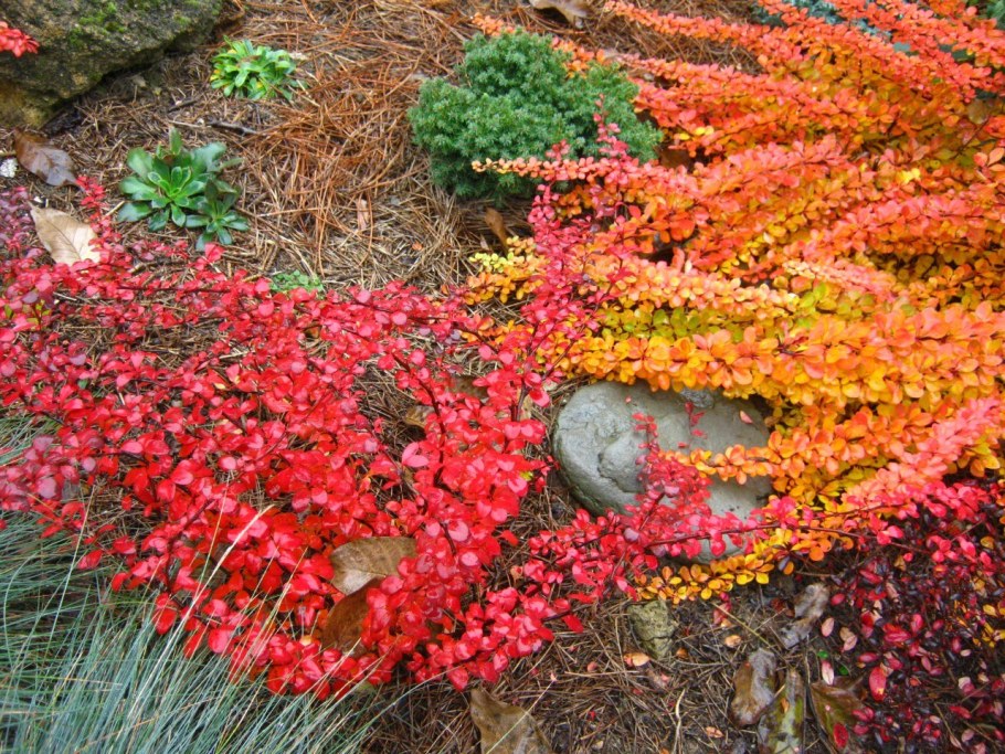 Барбарис Вильсона