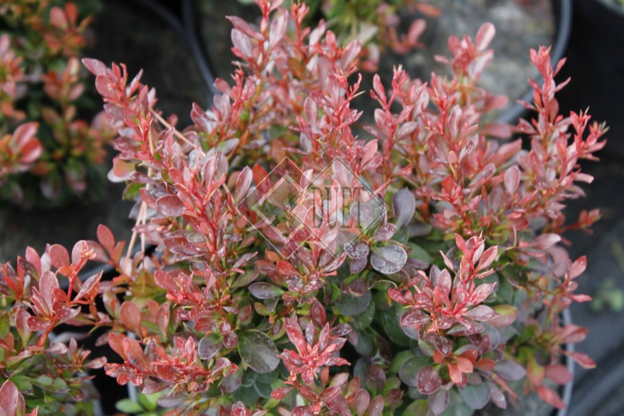 Барбарис Тунберга старберст