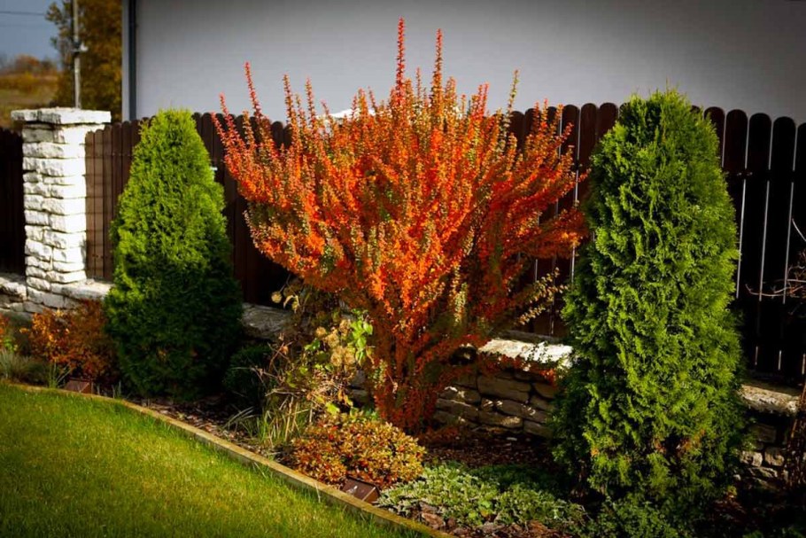 Барбарис Тунберга Смарагд