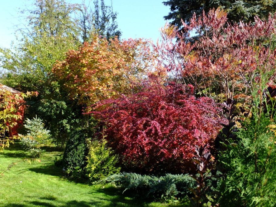 Барбарис Тунберга Атропурпуреа