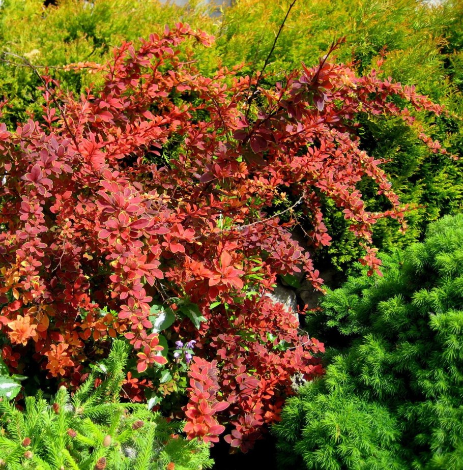 Барбарис Тунберга Berberis thunbergii Coronita