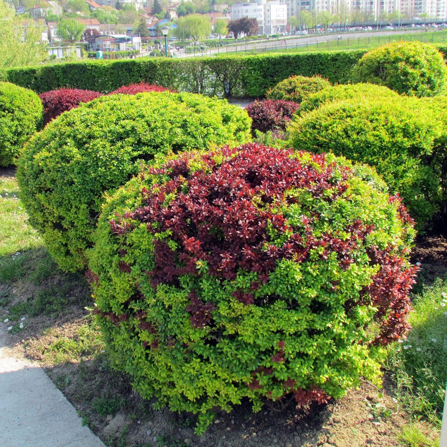 Барбарис декоративный Тунберга