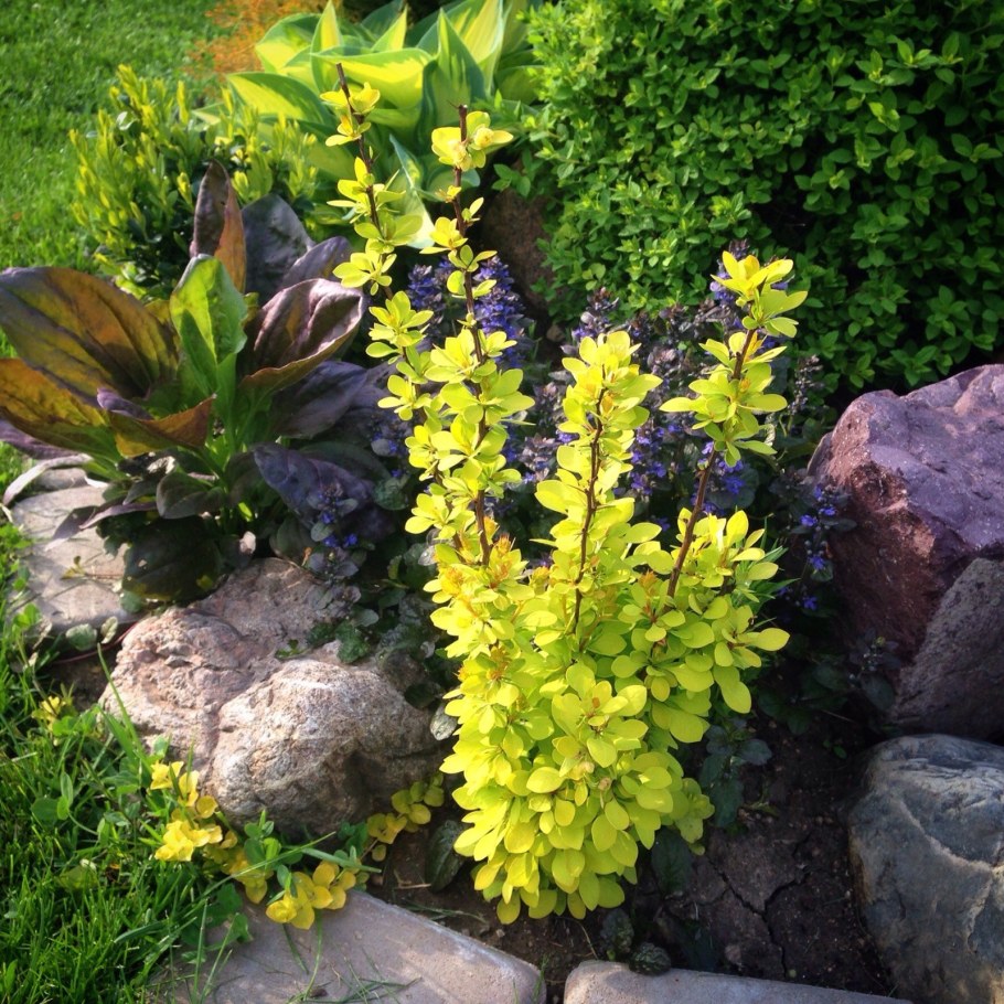 Барбарис Тунберга в рокарии