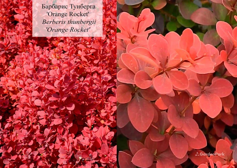 Барбарис Тунберга оранж айс
