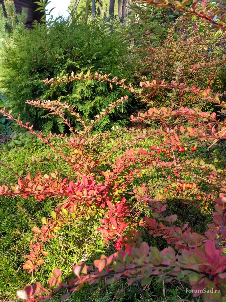 Барбарис Тунберга KELLERIIS