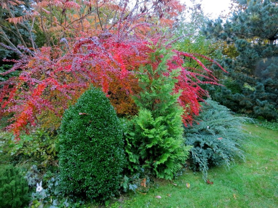 Барбарис Тунберга Атропурпуреа