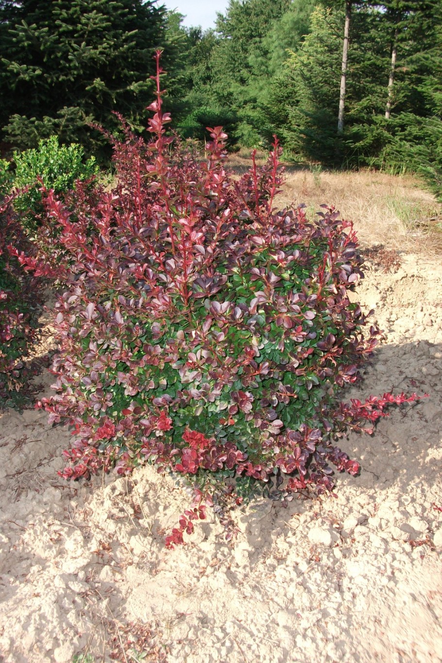 Барбарис Тунберга Natasza