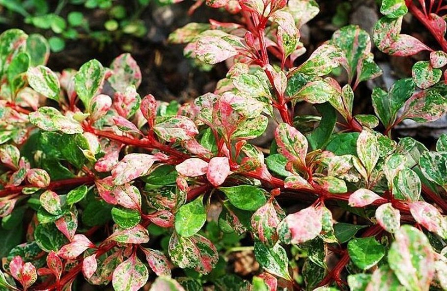 Барбарис Тунберга Natasza