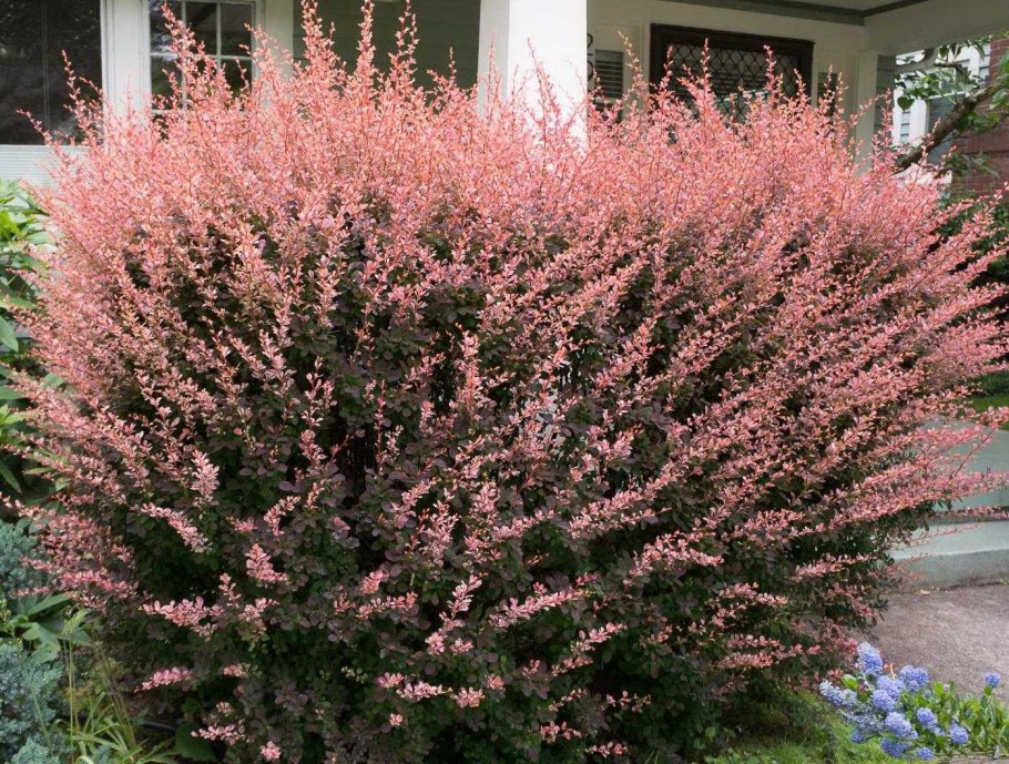 Барбарис Тунберга erecta