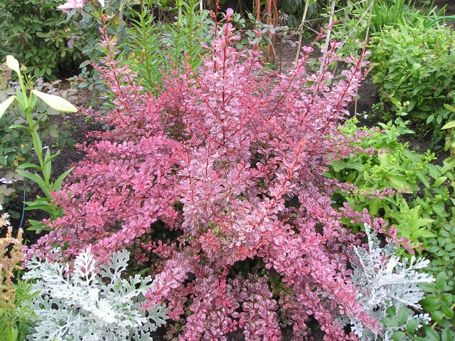 Барбарис Тунберга Харлеквин