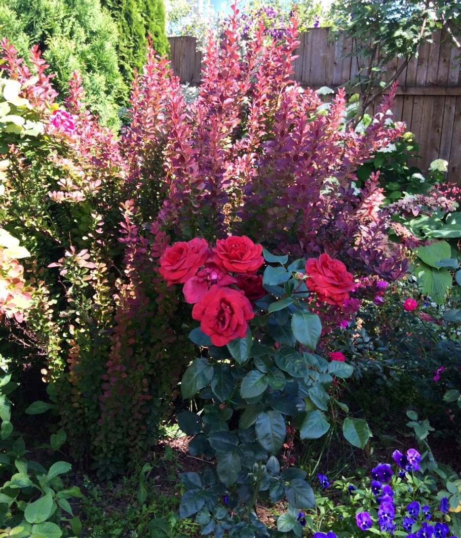 Миксбордер розы и Барбарис