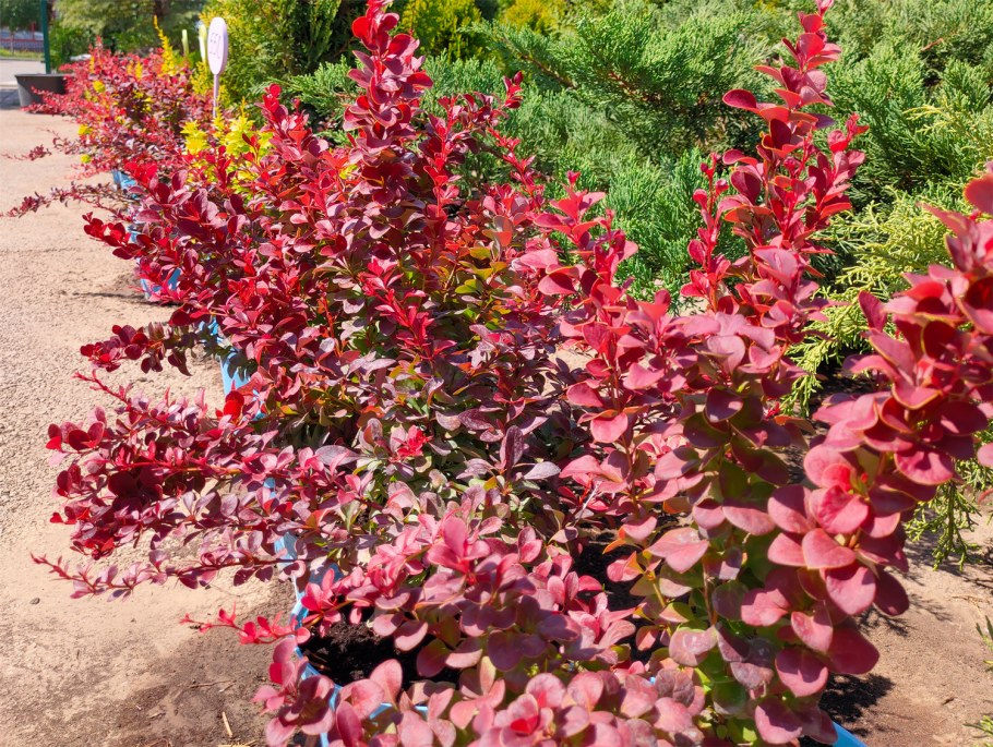 Барбарис Kornik