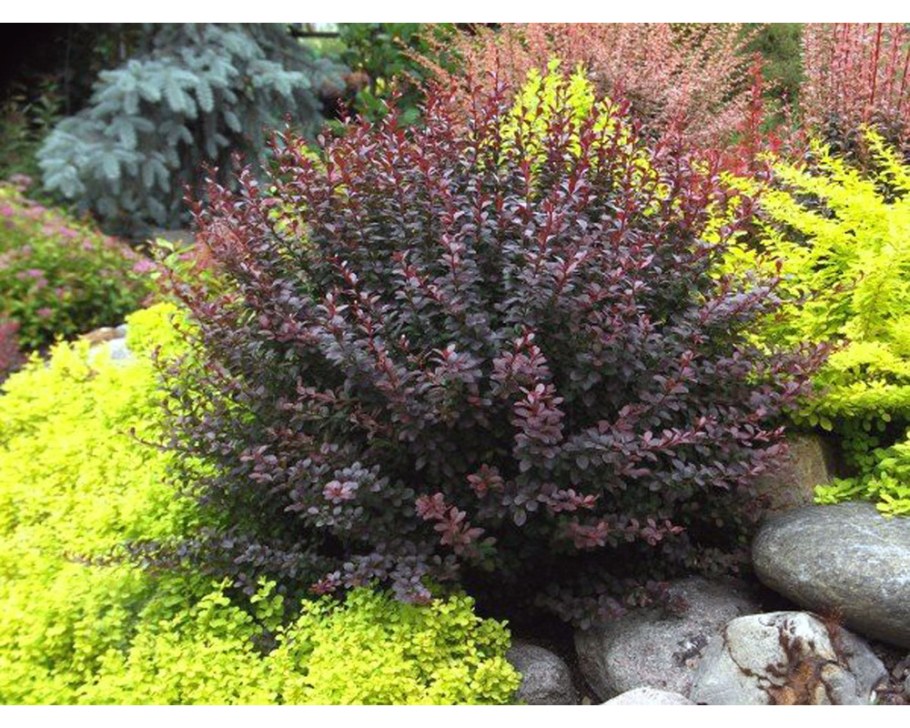 Барбарис Тунберга ред леди