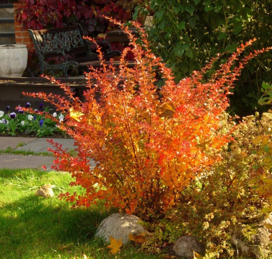 Барбарис Тунберга в ландшафте