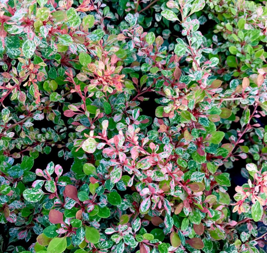 Барбарис Тунберга Natasza