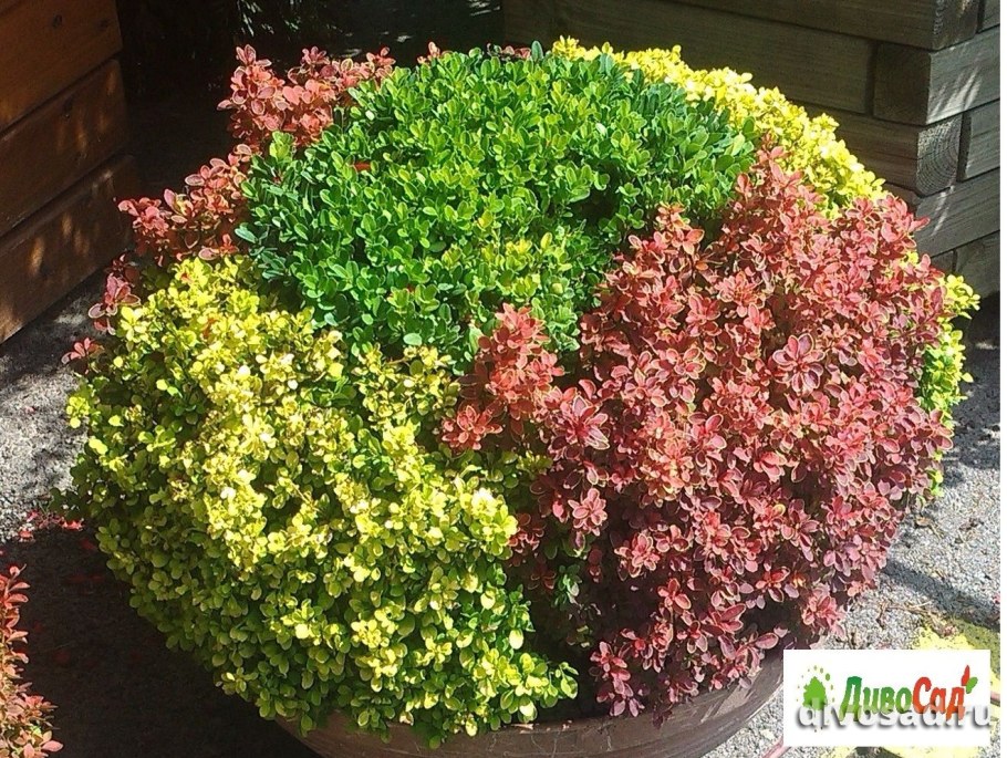 Барбарис Тунберга Bagatelle