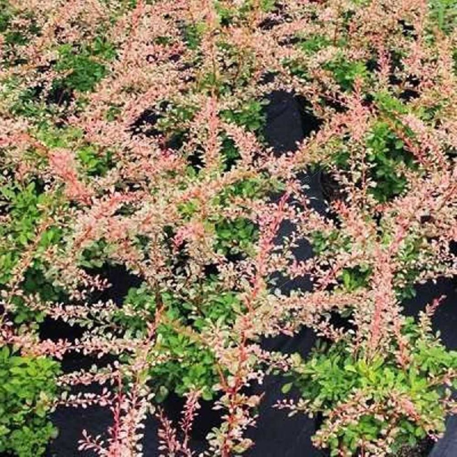 Барбарис Тунберга 'Natasha'