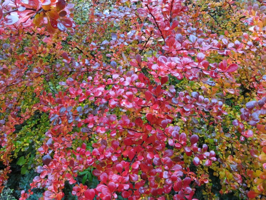 Барбарис Тунберга Атропурпуреа