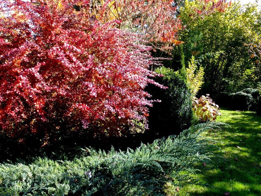 Барбарис Тунберга Атропурпуреа изгородь