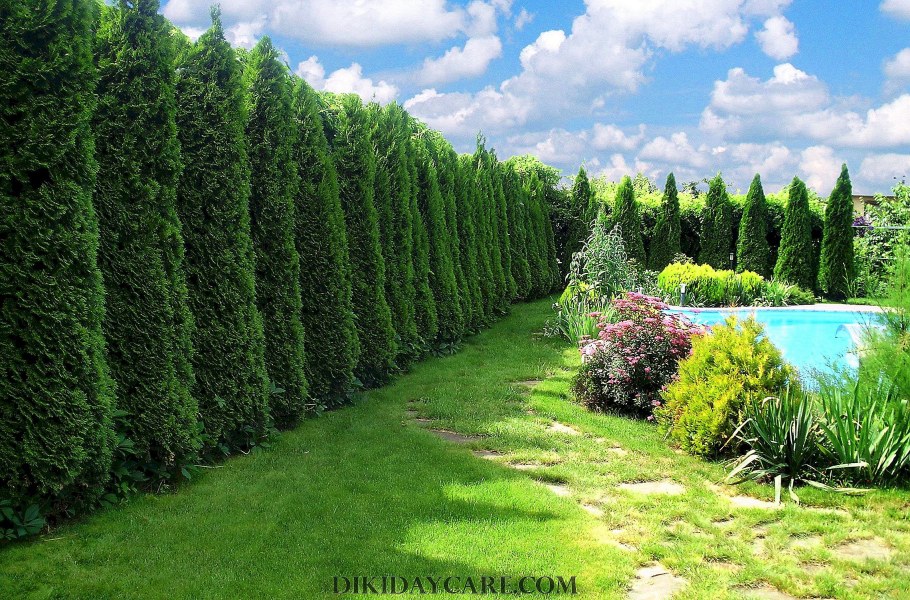 Туя Западная Брабант Живая изгородь