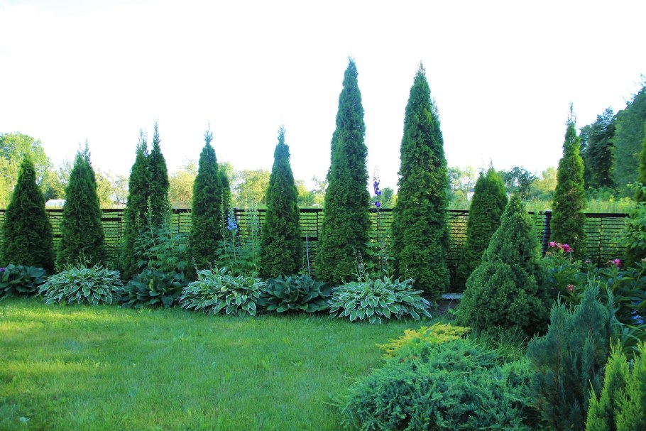 Живая изгородь можжевельник и Смарагд