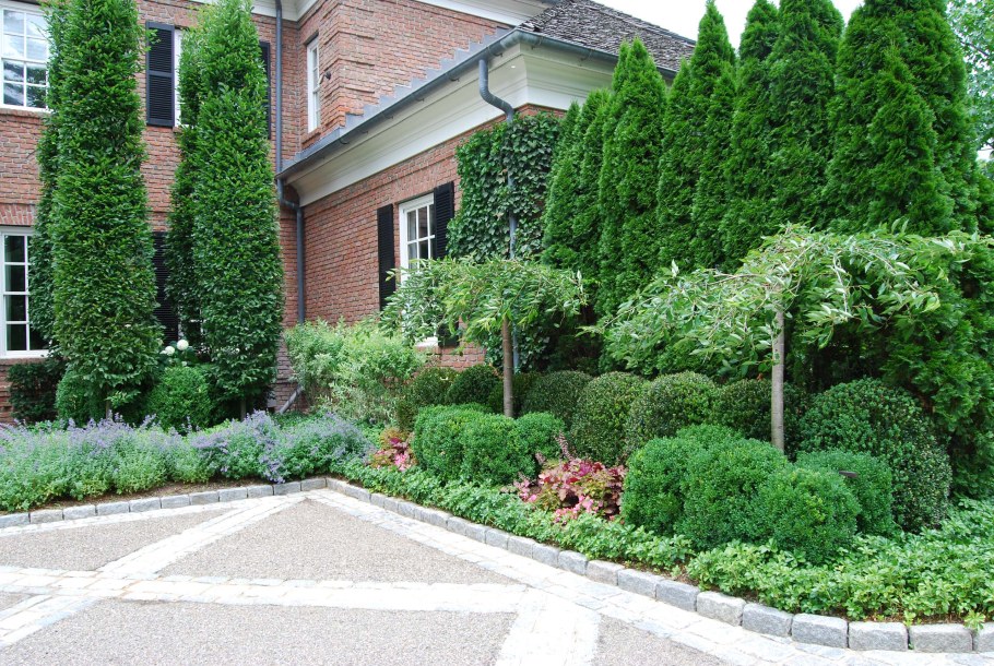 Туя Западная Даника Живая изгородь