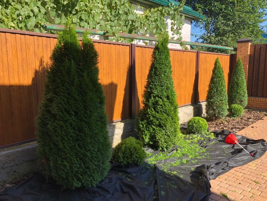 Туя Смарагд можжевельник