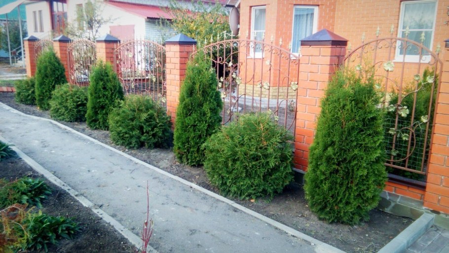 Туя Брабант изгородь
