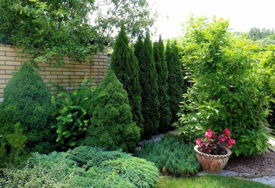 Туя Смарагд и Даника в ландшафте