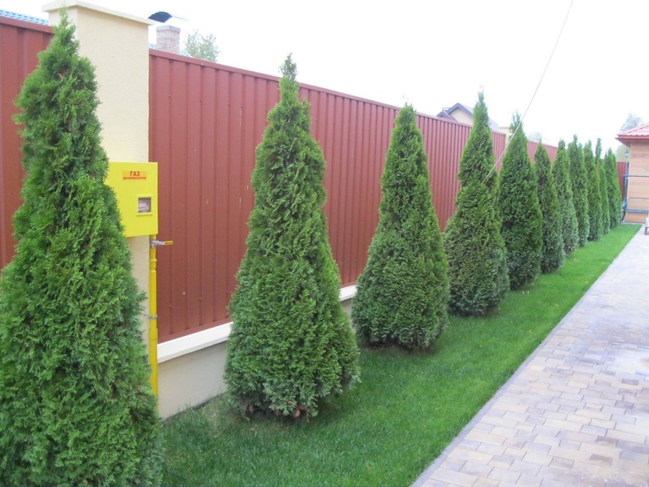 Туя Даника туя Смарагд