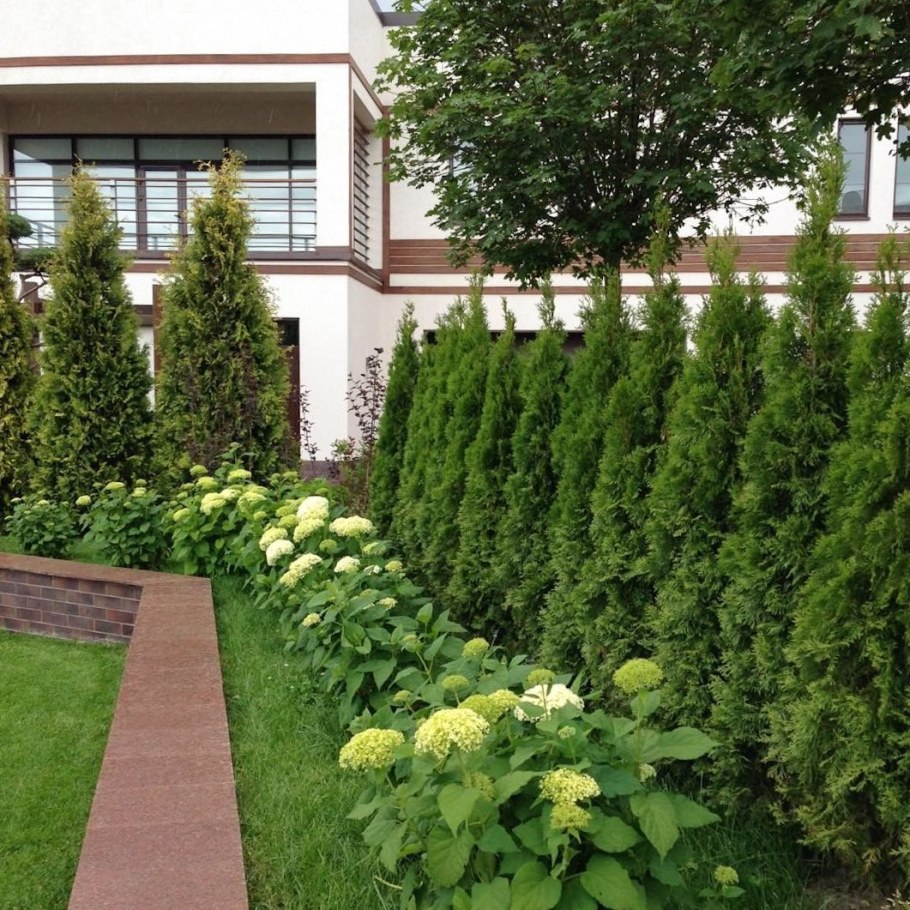 Хвойные туя Смарагд