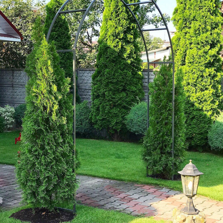 Туя Смарагд колонна